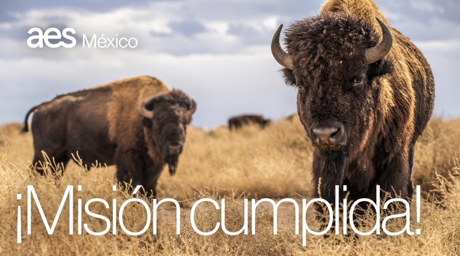 Reintroducción de Bisontes en México
